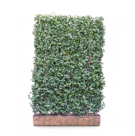 Plante Naturale - Euonymus Darts Blanket