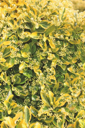 Plante Naturale - Euonymus Japonicus