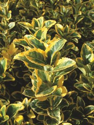 Arbori si arbusti naturali - Euonymus Japonicus Aurea