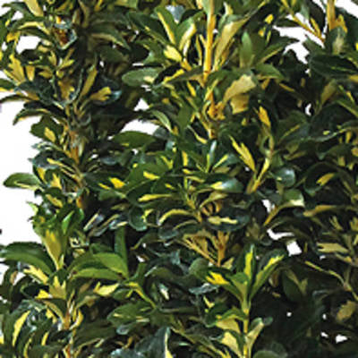 Plante Naturale - Euonymus Japonicus Aureopictus