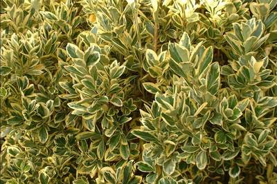 Arbori si arbusti naturali - Euonymus Japonicus Bravo