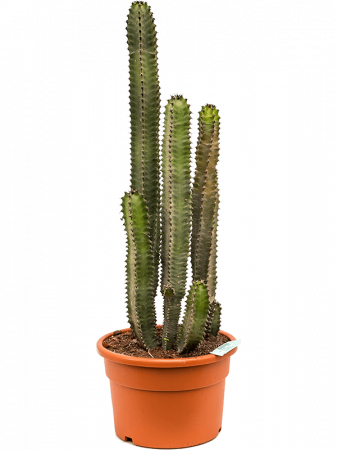 Cactusi si suculente - Euphorbia canariensis 90 cm