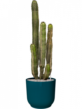 Euphorbia canariensis 90 cm [1]