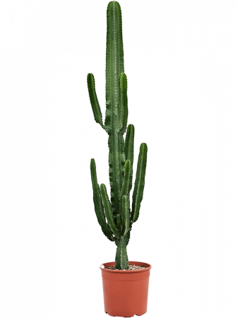 Plante Naturale - Euphorbia erytrea 175 cm
