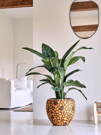 Ghiveci FACETS Ageless (cu liner) 42 x 37 [2]