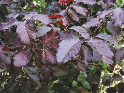 Plante Naturale - Fagus Syl. Latif. Purpurea Major