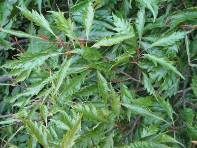 Arbori si arbusti naturali - Fagus Sylvatica Asplenifolia