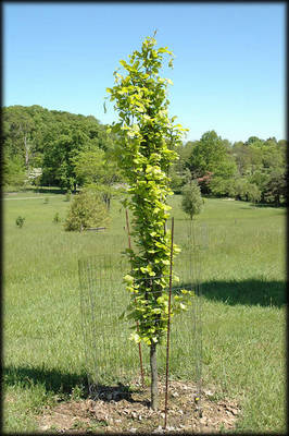 Arbori si arbusti naturali - Fagus Sylvatica Dawyck Gold