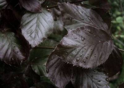 Arbori si arbusti naturali - Fagus Sylvatica Dawyck Purple
