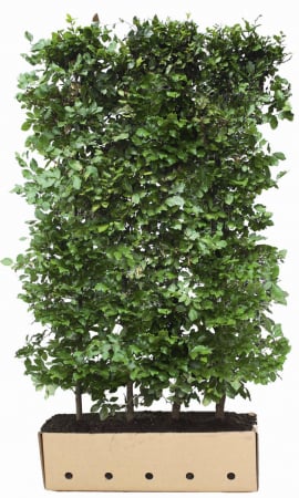 Plante Naturale - Fagus Sylvatica - Fag