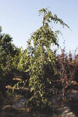Plante Naturale - Fagus Sylvatica Pendula