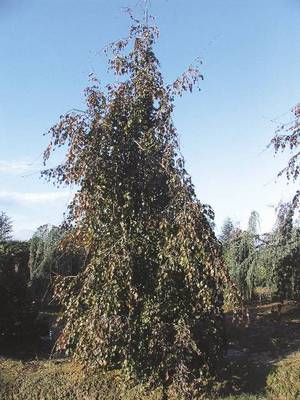 Plante Naturale - Fagus Sylvatica Purple Fountain