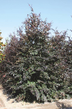 Arbori si arbusti naturali - Fagus Sylvatica Purpurea