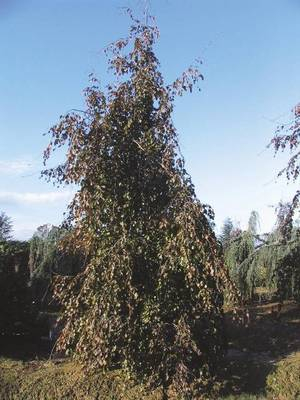 Arbori si arbusti naturali - Fagus Sylvatica Purpurea Pendula