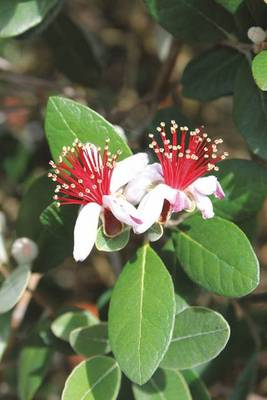 Arbori si arbusti naturali - Feijoa Sellowiana