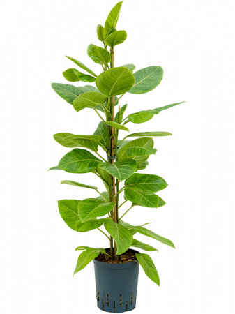 Ficus - Ficus altissima 'Yellow Gem' 110 cm