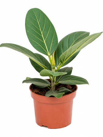 Plante Naturale - Ficus benghalensis 'Audrey' 6 buc/set 25 cm
