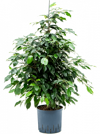 Plante Naturale - Ficus benjamina 'Danielle' 120 cm
