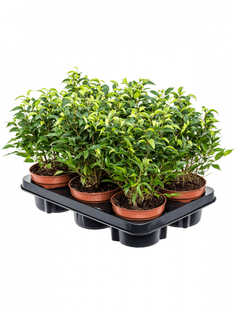 Ficus benjamina 'Natasja' 6 buc/set 30 cm [1]