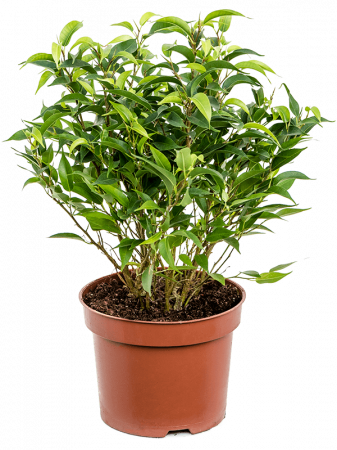Plante Naturale - Ficus benjamina 'Natasja' 6 buc/set 30 cm