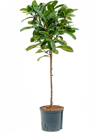 Plante Naturale - Ficus cyathistipula 130 cm