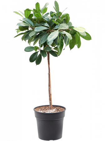 Plante Naturale - Ficus cyathistipula 150 cm
