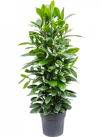Plante Naturale - Ficus cyathistipula 150 cm