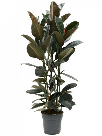 Plante Naturale - Ficus elastica 'Abidjan' 130 cm