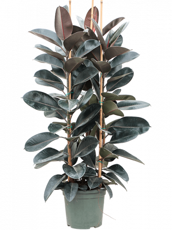 Plante naturale de interior - Ficus elastica 'Abidjan' 180 cm