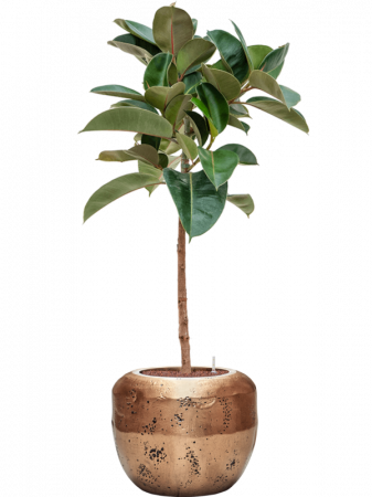Ficus elastica 'Robusta' 125 cm [1]