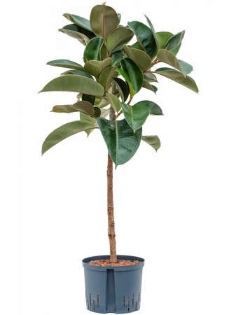 Ficus - Ficus elastica 'Robusta' 125 cm