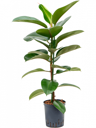 Ficus - Ficus elastica 'Robusta' 80 cm