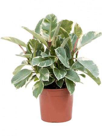 Plante Naturale - Ficus elastica 'Tineke' 65 cm