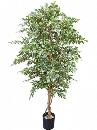 Ficusi artificiali - Ficus Folia artificial 180 cm