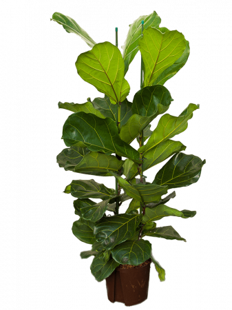 Plante Naturale - Ficus lyrata 120 cm