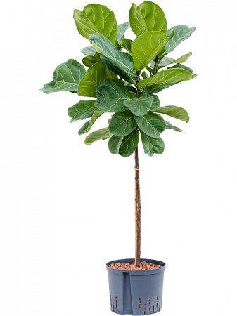 Plante Naturale - Ficus lyrata 160 cm