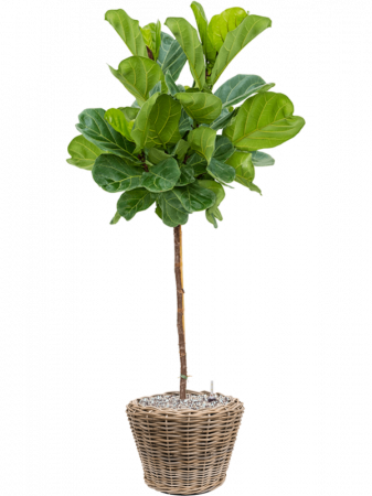 Ficus lyrata 160 cm [1]