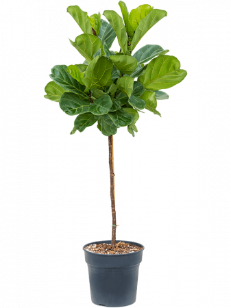 Plante Naturale - Ficus lyrata 160 cm