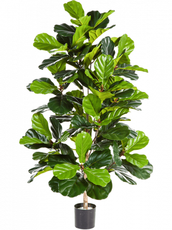 Ficusi artificiali - Ficus Lyrata artificial 130 cm