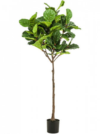 Ficusi artificiali - Ficus Lyrata artificial 195 cm