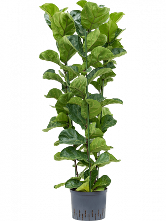 Plante Naturale - Ficus lyrata 'Bambino' 120 cm