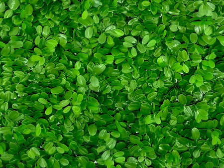 Ficus Microcarpa [2]