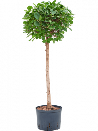 Ficus - Ficus microcarpa ‘Moclame’ 125 cm