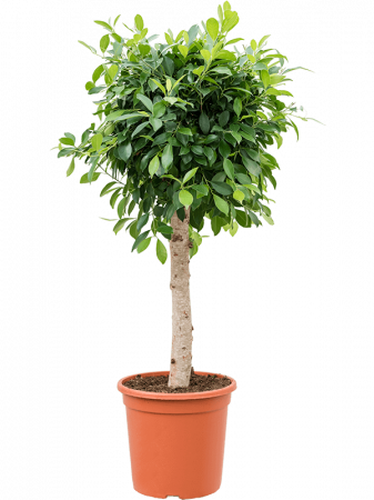Plante Naturale - Ficus microcarpa ‘Nitida’ 130 cm