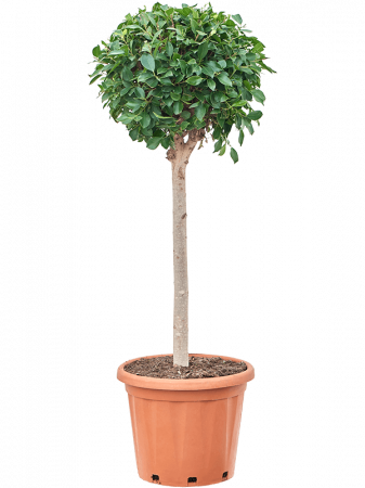 Plante naturale de interior - Ficus microcarpa ‘Nitida’ 160 cm