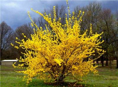 Arbori si arbusti naturali - Forsythia Intermedia Lynwood