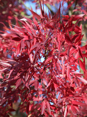 Plante Naturale - Fraxinus Angustifolia Raywood (Ox.Flame)