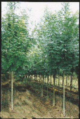 Plante Naturale - Fraxinus Excelsior