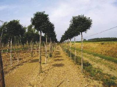Plante Naturale - Fraxinus Excelsior Globosa (E. Nana)