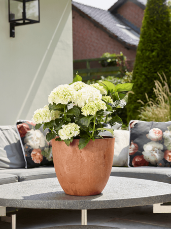 Ghiveci ARTSTONE Bola 23/20 cm, stejar [1]